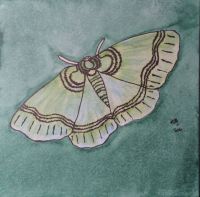 Moth Wings